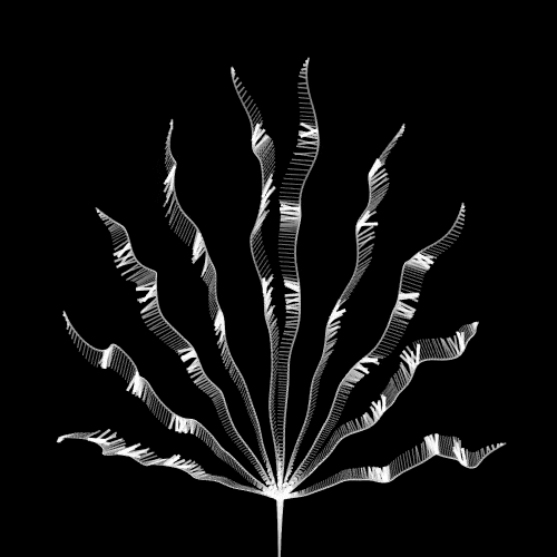 2018_13_cannabispropag